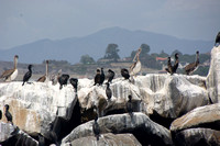 Brandt's Cormorant - Urile penicillatus, Brown Pelican - Pelecanus occidentalis