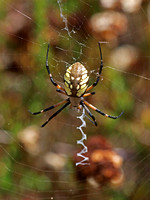 Yellow garden spider - Argiope aurantia