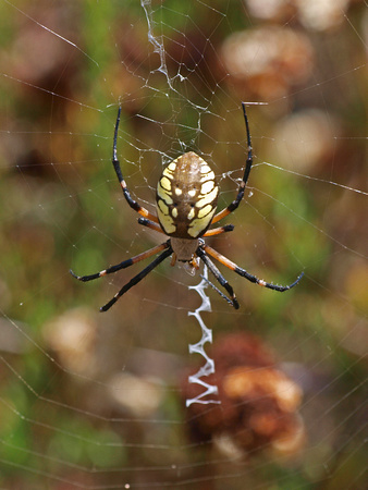 Yellow garden spider - Argiope aurantia