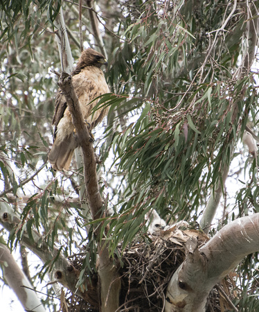 Red-tailed Hawk - Buteo jamaicensis (and baby)