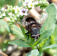 Tachinid - Leschenaultia sp.