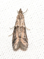 Dusky raisin moth  - Ephestiodes gilvescentella