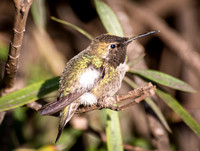 Anna's Hummingbird - Calypte anna