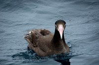 Short-tailed Albatross - Phoebastria albatrus