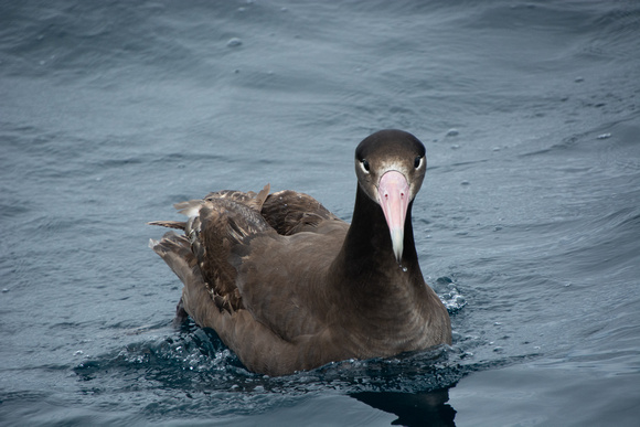 Short-tailed Albatross - Phoebastria albatrus
