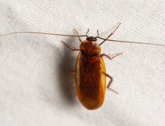 Western Wood Cockroach - Parcoblatta americana