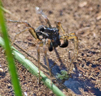 Wolf spider - Pirata piraticus