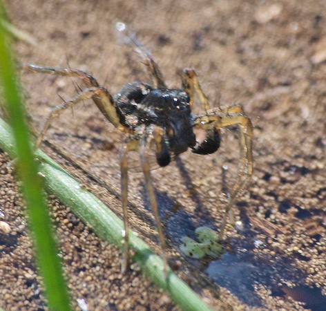 Wolf spider - Pirata piraticus