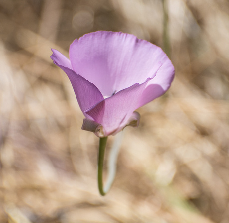 Splendid mariposa Lily - Calochortus splendens