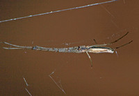 Long-jawed orb weaver - Tetragnatha versicolor