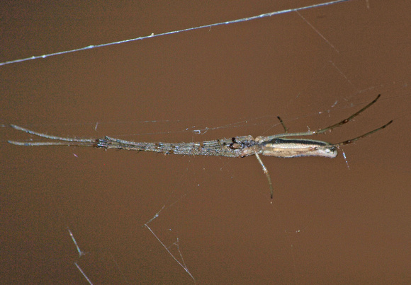 Long-jawed orb weaver - Tetragnatha versicolor