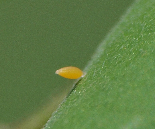 California dogface - Zerene eurydice