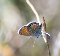 Western Pygmy-Blue - Brephidium exilis
