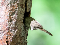 Northern House Wren - Troglodytes aedon