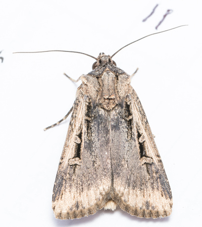 Granulate cutworm - Feltia subterranea