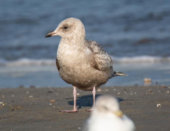 Thayer's Gull - Larus glaucoides ssp. thayeri