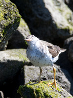 Spotted Sandpiper -Actitis macularia