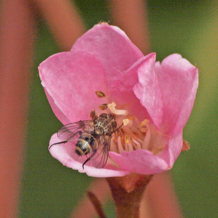 Fly 2 - Unidentified sp.
