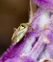 Plant bug  - Unidentified spp.