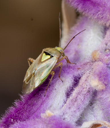 Plant bug - Unidentified sp.