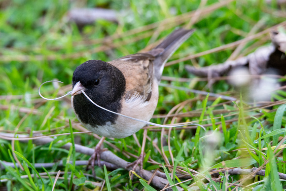 Dark-eyed Junco - Junco hyemalis