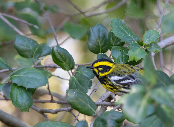 Townsend's Warbler - Setophaga townsendi