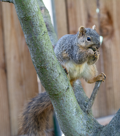 Eastern fox squirrel  - Sciurus niger