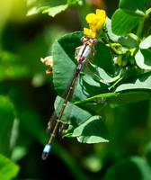 Pacific forktail - Ischnura cervula (immature female)