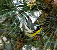 Yellow-throated Warbler - Setophaga dominica (vagrant)