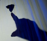 Shadow puppets for entomologists