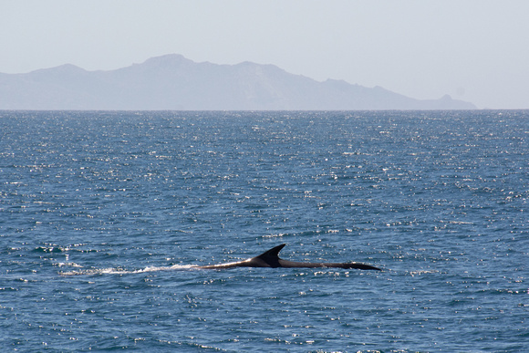 Fin Whale - Balaenoptera physalus