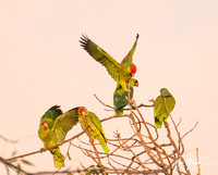 Red-crowned Parrot - Amazona viridigenalis