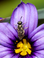 Sweat bee - Complex Lasioglossum gemmatum