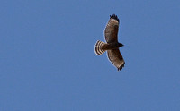 Red-shouldered Hawk - Buteo elegans