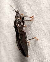 Western Conenose - Triatoma protracta