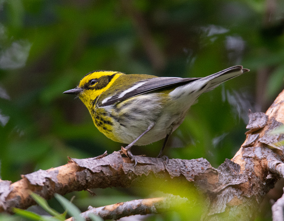 Townsend's Warbler - Setophaga townsendi