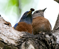 Western Bluebird - Sialia mexicana