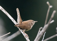 Northern House Wren - Troglodytes aedon