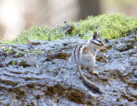 Lodgepole chipmunk - Neotamias speciosus