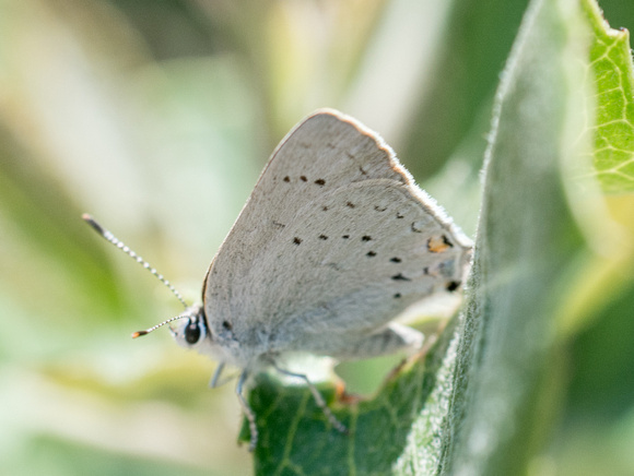 Sylvan Hairstreak - Satyrium sylvinus sylvinus