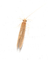 Caddisfly - Unidentified sp.,