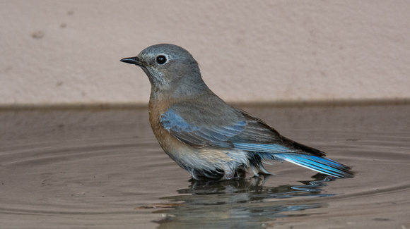 Western Bluebird - Sialia mexicana