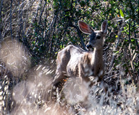 Mule Deer - Odocoileus hemionus