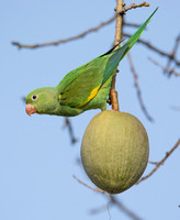 Yellow-chevroned - Parakeet Brotogeris chiriri