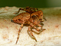 Western lynx spider- Oxyopes scalaris