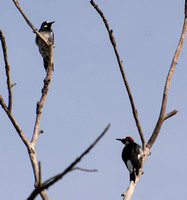 Acorn Woodpecker - Melanerpes formicivorus