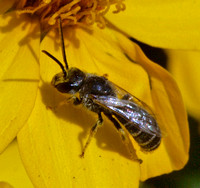 Sweat bee 5 - Halictus sp.