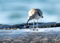 Striped shore crab - Pachygrapsus crassipes, Willet - Tringa semipalmatus