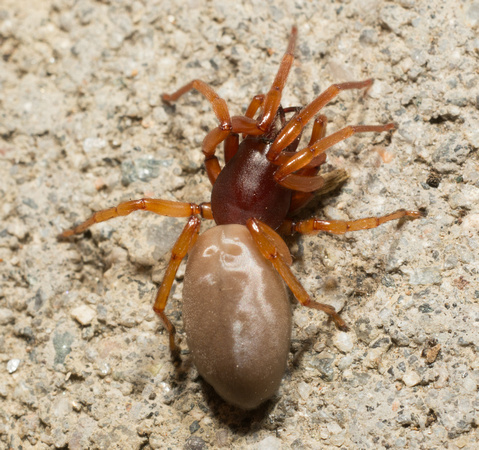 Woodlouse hunter - Dysdera crocata