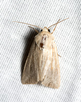 Wainscot moth - Leucania sp